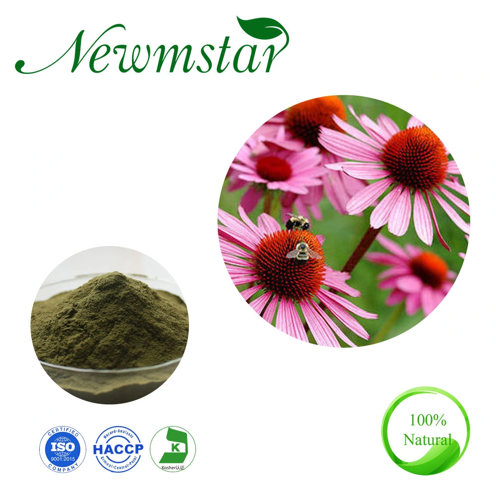 100% Natural Extract Animal Feed Polyphenols 4% / 4% Chicoric Acid Echinacea Purpurea Extract